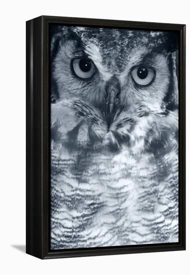 Owl-Gordon Semmens-Framed Premier Image Canvas