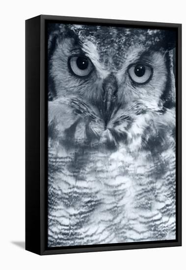 Owl-Gordon Semmens-Framed Premier Image Canvas