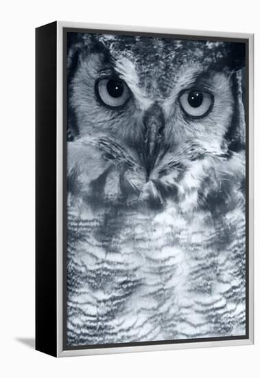 Owl-Gordon Semmens-Framed Premier Image Canvas
