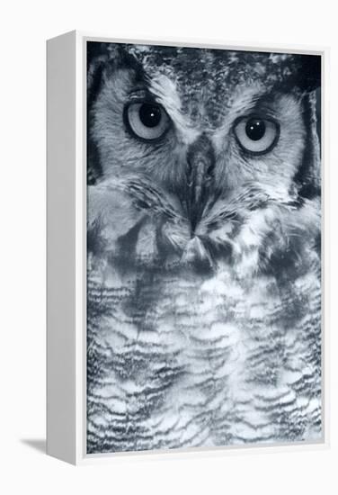 Owl-Gordon Semmens-Framed Premier Image Canvas