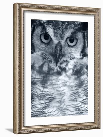 Owl-Gordon Semmens-Framed Photographic Print