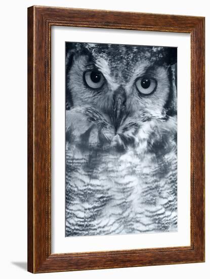 Owl-Gordon Semmens-Framed Photographic Print