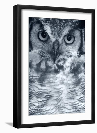 Owl-Gordon Semmens-Framed Photographic Print