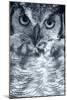 Owl-Gordon Semmens-Mounted Photographic Print