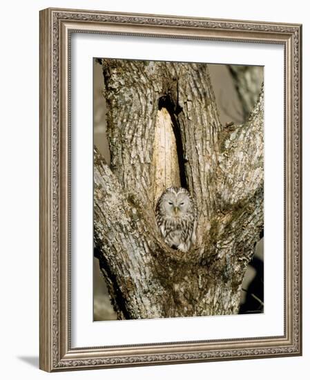 Owl-null-Framed Photographic Print