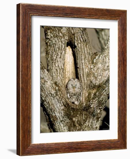 Owl-null-Framed Photographic Print