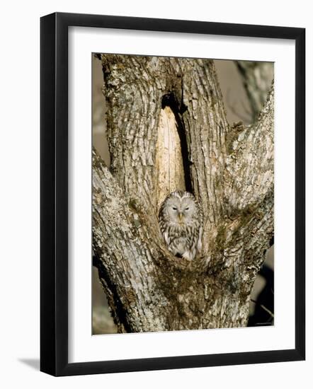 Owl-null-Framed Photographic Print