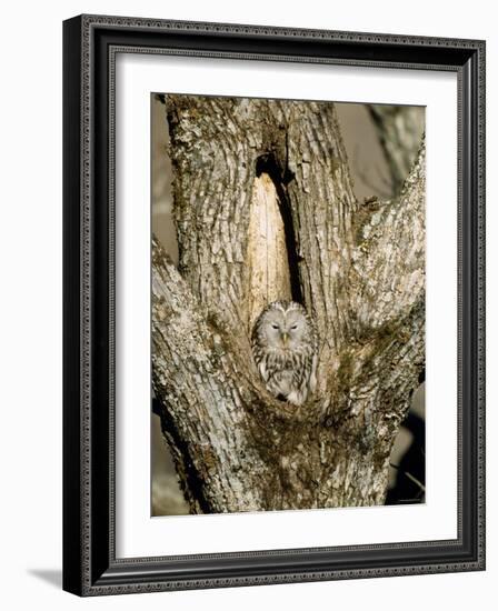 Owl-null-Framed Photographic Print