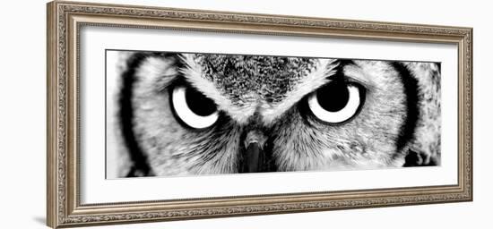 Owl-PhotoINC-Framed Photographic Print