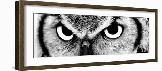 Owl-PhotoINC-Framed Photographic Print