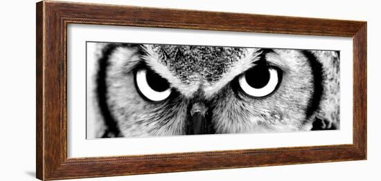 Owl-PhotoINC-Framed Photographic Print