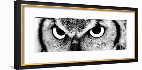 Owl-PhotoINC-Framed Photographic Print