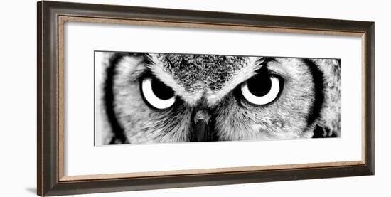 Owl-PhotoINC-Framed Photographic Print