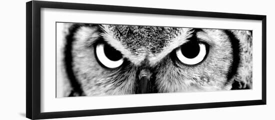 Owl-PhotoINC-Framed Photographic Print