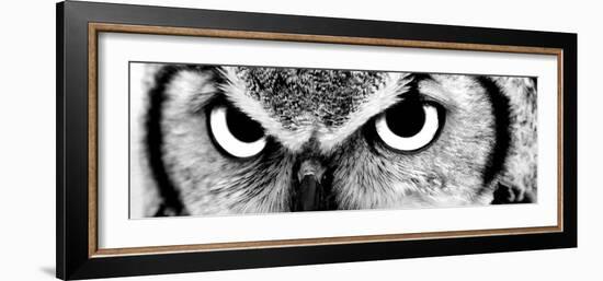 Owl-PhotoINC-Framed Photographic Print