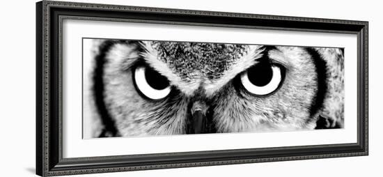 Owl-PhotoINC-Framed Photographic Print