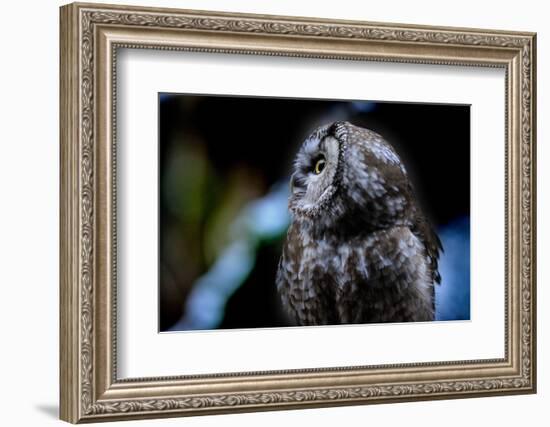 Owl-Reiner Bernhardt-Framed Photographic Print