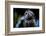 Owl-Reiner Bernhardt-Framed Photographic Print