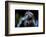 Owl-Reiner Bernhardt-Framed Photographic Print