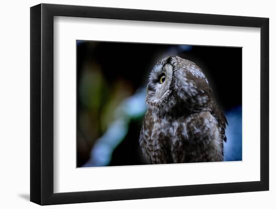 Owl-Reiner Bernhardt-Framed Photographic Print