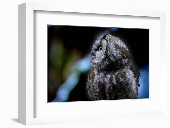 Owl-Reiner Bernhardt-Framed Photographic Print