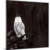 Owl-Paul Ngo-Mounted Giclee Print