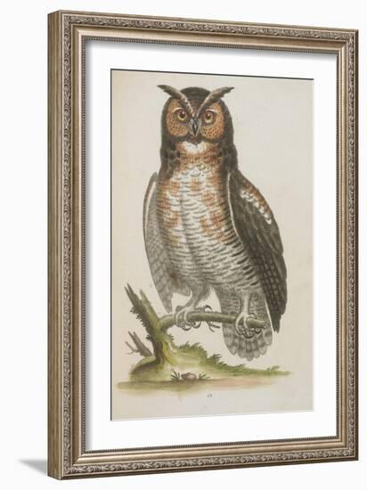 Owl-null-Framed Giclee Print