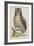 Owl-null-Framed Giclee Print