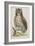 Owl-null-Framed Giclee Print