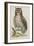 Owl-null-Framed Giclee Print