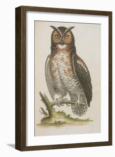 Owl-null-Framed Giclee Print