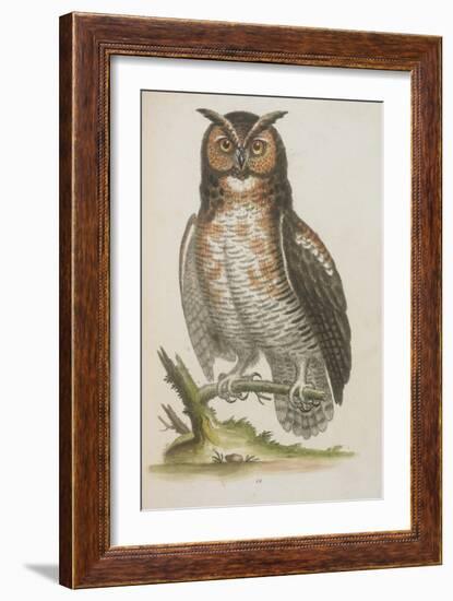 Owl-null-Framed Giclee Print