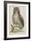 Owl-null-Framed Giclee Print