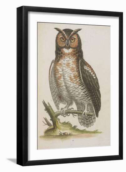 Owl-null-Framed Giclee Print