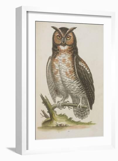 Owl-null-Framed Giclee Print