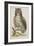 Owl-null-Framed Giclee Print