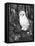 Owl-Geraldine Aikman-Framed Premier Image Canvas