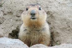 Fluffy Head and Torso Groundhog without Shadow on the Background of the Steppe Soil-Owsigor-Photographic Print