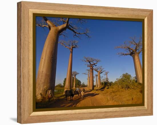 Ox Cart at the Avenue De Baobabs at Sunrise, Madagascar, Africa-null-Framed Premier Image Canvas