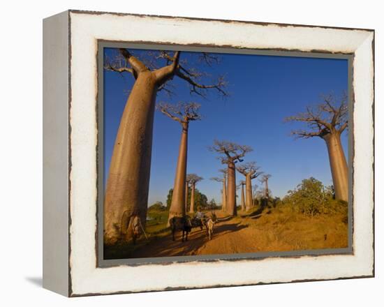 Ox Cart at the Avenue De Baobabs at Sunrise, Madagascar, Africa-null-Framed Premier Image Canvas