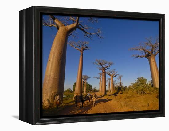 Ox Cart at the Avenue De Baobabs at Sunrise, Madagascar, Africa-null-Framed Premier Image Canvas