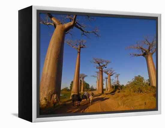 Ox Cart at the Avenue De Baobabs at Sunrise, Madagascar, Africa-null-Framed Premier Image Canvas