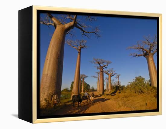 Ox Cart at the Avenue De Baobabs at Sunrise, Madagascar, Africa-null-Framed Premier Image Canvas