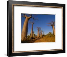 Ox Cart at the Avenue De Baobabs at Sunrise, Madagascar, Africa-null-Framed Photographic Print
