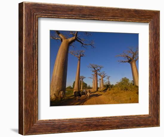 Ox Cart at the Avenue De Baobabs at Sunrise, Madagascar, Africa-null-Framed Photographic Print