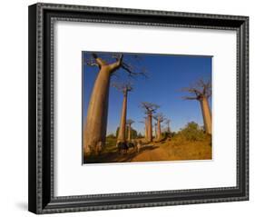 Ox Cart at the Avenue De Baobabs at Sunrise, Madagascar, Africa-null-Framed Photographic Print