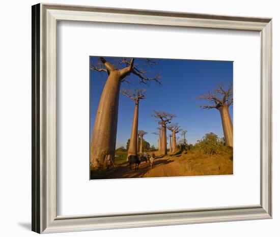 Ox Cart at the Avenue De Baobabs at Sunrise, Madagascar, Africa-null-Framed Photographic Print