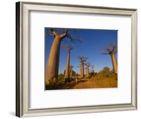 Ox Cart at the Avenue De Baobabs at Sunrise, Madagascar, Africa-null-Framed Photographic Print