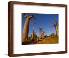 Ox Cart at the Avenue De Baobabs at Sunrise, Madagascar, Africa-null-Framed Photographic Print