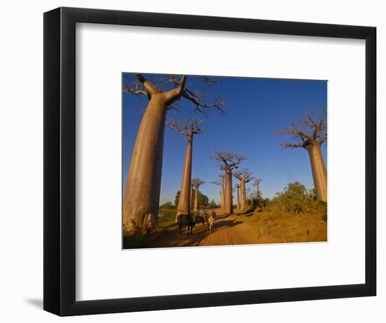 Ox Cart at the Avenue De Baobabs at Sunrise, Madagascar, Africa-null-Framed Photographic Print